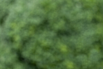 Abstract green vegetable background, blurred texture of fresh broccoli.