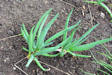 Close-up of freshly grown spring onions in a vegetable garden