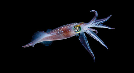 Mesmerizing bioluminescent squid ocean wonder deep sea creature mysterious beauty