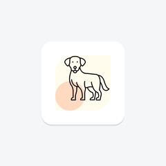Labrador Retriever, vector, pixel perfect, illustrator file