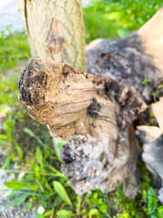 An old cut tree in the park