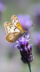 Obraz premium Beautiful butterfly resting on purple flower in soft focus background
