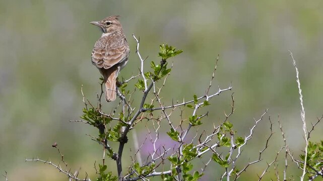 Thekla's Lark Galerida theklae singing