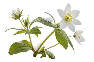 Delicate white petals of an isolated flower bloom against a pure white background, a botanical marvel of spring