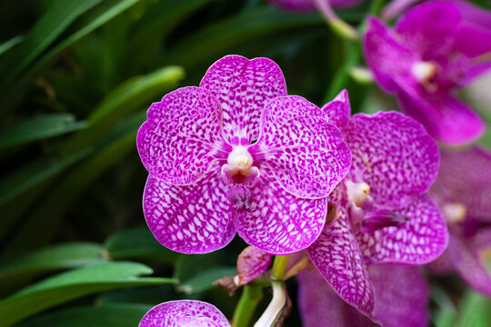 Close-up pink - white orchid on green blur bacground, Vanda coerulea