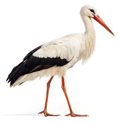 yellow billed stork