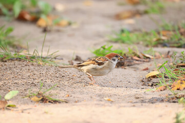 little bird house sparrow on the roof