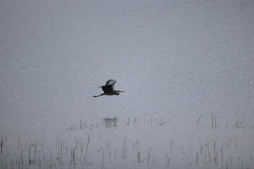 Grey heron on the lake, wildlife big bird next to the water