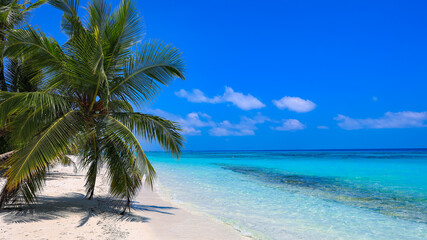 Obraz premium Panorama of tropical beach with coconut palm trees as white sand beach background