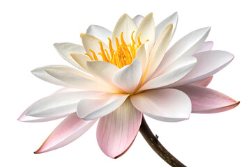 Fototapeta premium Isolated against white, a beautiful aquatic scene showcases a white water lily and a pink waterlily, each a delicate floral bloom of the Nymphaea genus, suggesting natural pond beauty