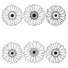 Elegant gerbera floral line art for digital printing