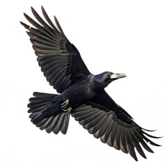 Fototapeta premium Rook Corvus Frugilegus 3 Years Old Flying Again