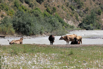 Herd Of Domestic Cows Resting And Drinking At The Edge Of A Shallow, Fast-Flowing Mountain River...