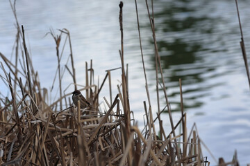 A Small Eurasian Tree Sparrow (Passer Montanus) Skillfully Camouflaged As It Perches Among Dry,...