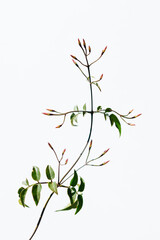 ジャスミンJasminum