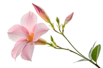 Naklejka premium A beautiful pink magnolia flower and a pink lily bloom as isolated floral elements on white, showcasing their spring beauty