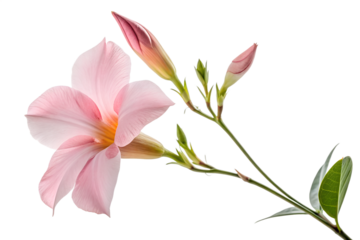 A beautiful pink magnolia flower and a pink lily bloom as isolated floral elements on white, showcasing their spring beauty