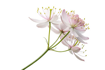 Pink lily blossom isolated on white, a spring floral beauty