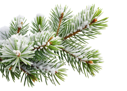 tree branch covered with snow clipart png image on transparent background