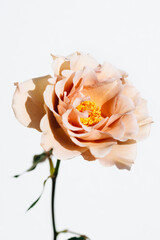 バラ  Rose