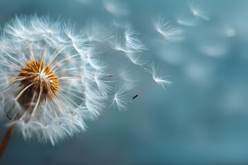macro of dandelion seeds blowing in wind, bright background 