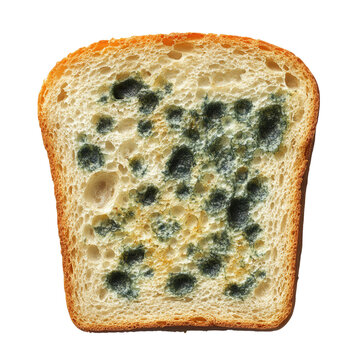  close-up of white bread slice with blue and green mold on transparent background 