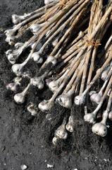 close-up of the stack of freshly harvested organic garlic in the vegetable garden, vertical composition