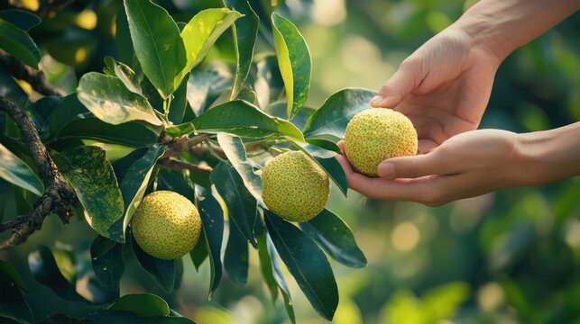 A close-up of a person picking yangmei fruits from a tree