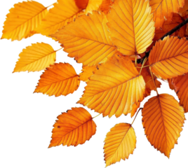 Autumn Leaves Displaying Vibrant Hues