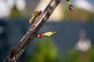 A branch with a green leaf on it
