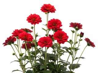 Obraz premium bouquet of red poppies