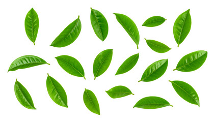 Multiple green tea leaves falling on transparent background
