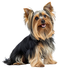 yorkshire terrier on white background