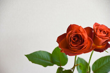 ブラウンのばら