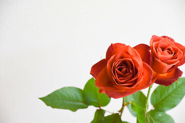 ブラウンのばら