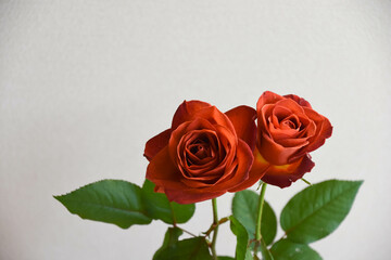 ブラウンのばら