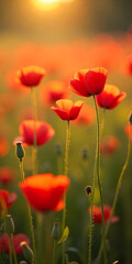 Fototapeta premium A field of vibrant poppy flowers in full bloom, swaying gently in the breeze, sun-drenched meadow with wildflowers, soft focus, golden hour, impressionistic style.