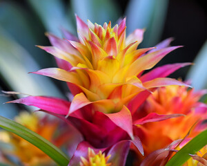 Obraz premium Close-up of Bromeliad Flowers in Pink, Yellow, and Orange