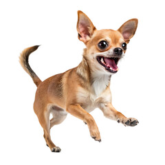 Obraz premium chihuahua puppy isolated on white background