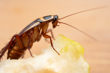 close-up of a cockroach on a snow pear at horizontal composition