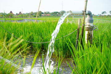 Irrigation of rice fields using pump wells with the technique of pumping water from the ground to...