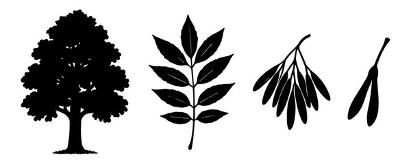 Silhouette of Ash Tree, Leaf, and Seeds