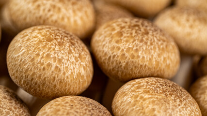 Brown Brown Beech Shimeji Mushrooms Background on a Wooden SurfaceBeech Shimeji Mushrooms Background