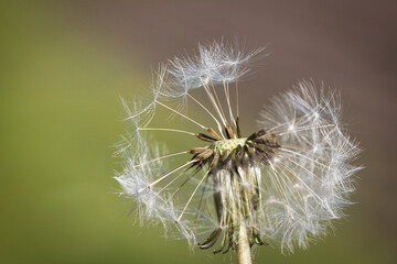 Fototapeta premium Löwenzahn - Taraxacum-close up