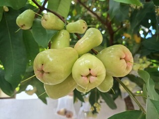 Green water guava fruit on tree. It is a tropical fruit popular in Southeast Asia. It's known for its crisp, pear shaped fruit, often with a waxy, rose pink skin when ripe