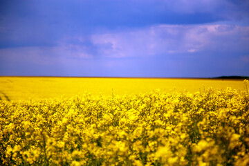 View of a blooming rapeseed field in spring. Sky and blooming rapeseed fields. The concept of agriculture, landscape, ecological disaster. 