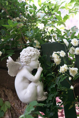 白いモッコウバラと天使