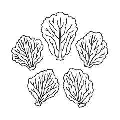 Hand-Drawn Illustration of Freshly Picked Lettuce Leaves