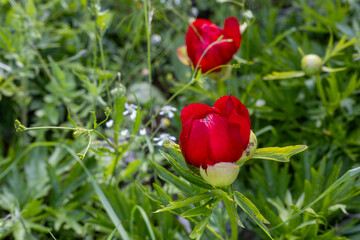 The common peony is a species of peony from the Paeoniaceae family.