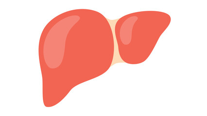 Human liver anatomy illustration vibrant colors detailed design perfect for medical education materials